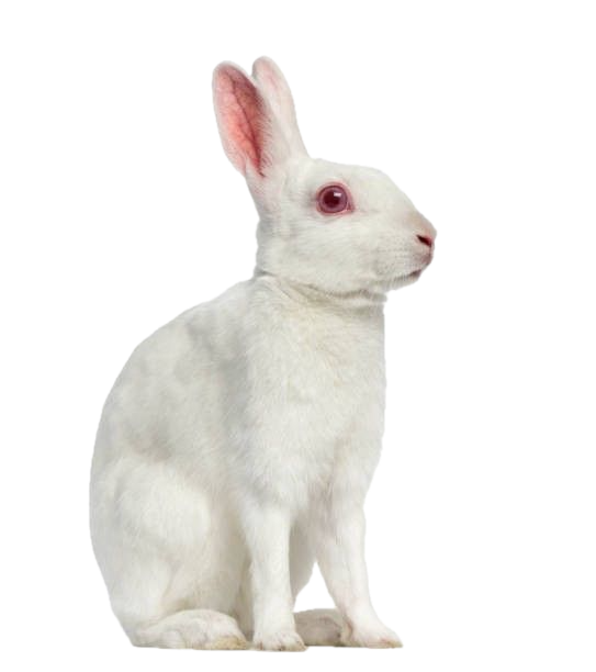 Conejo en la esquina izquierda