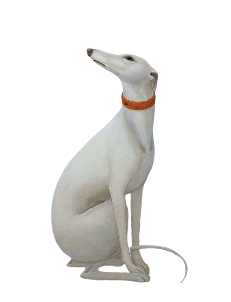 galgo en la esquina inferior derecha